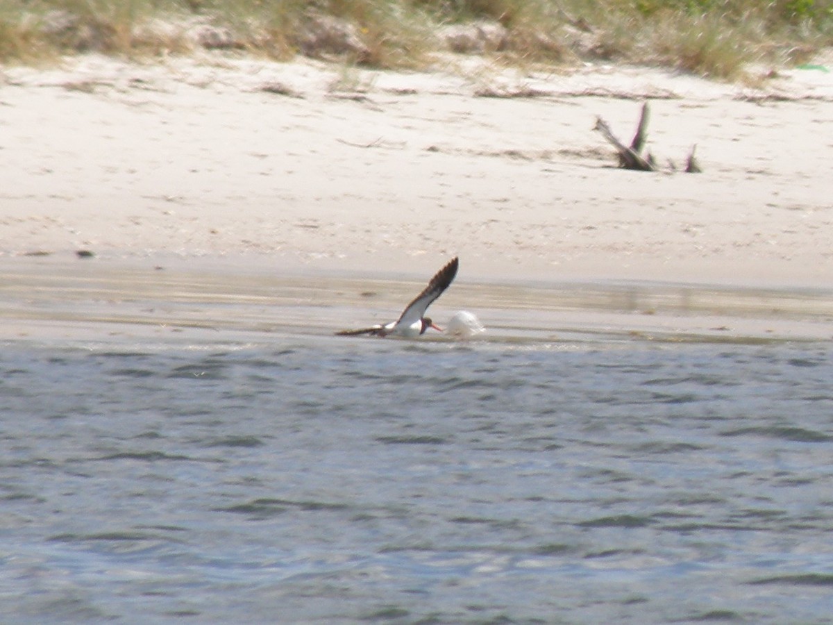 Pied Oystercatcher - ML137560641