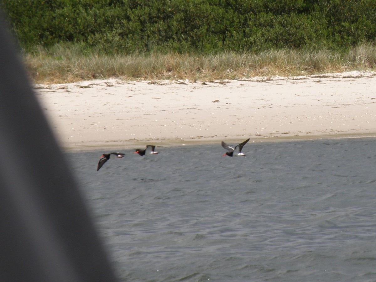 Pied Oystercatcher - ML137560691