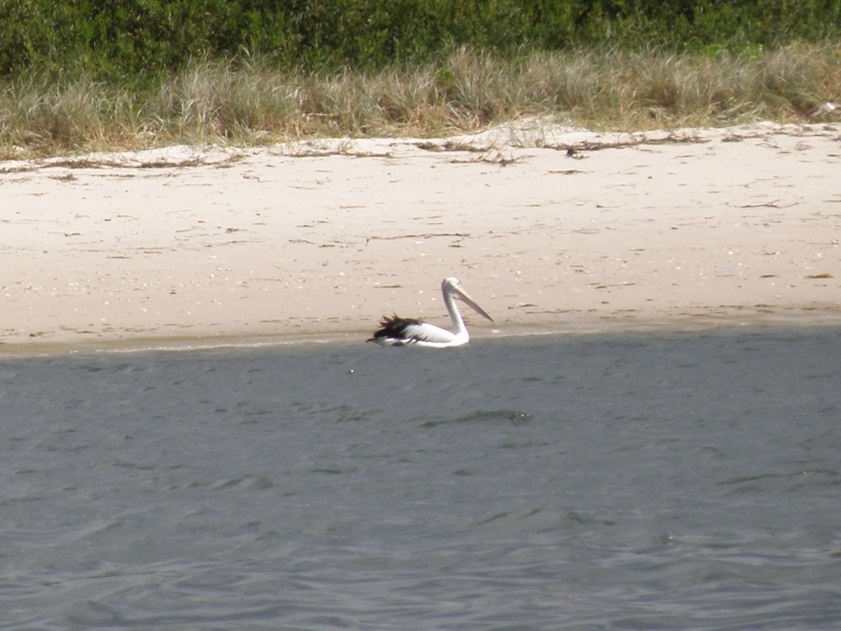 Australian Pelican - ML137560741