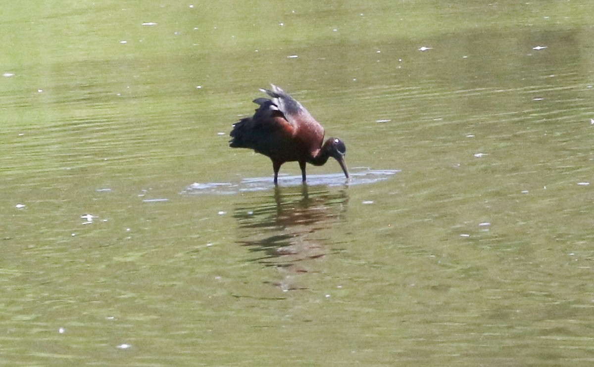 Glossy Ibis - ML137562851