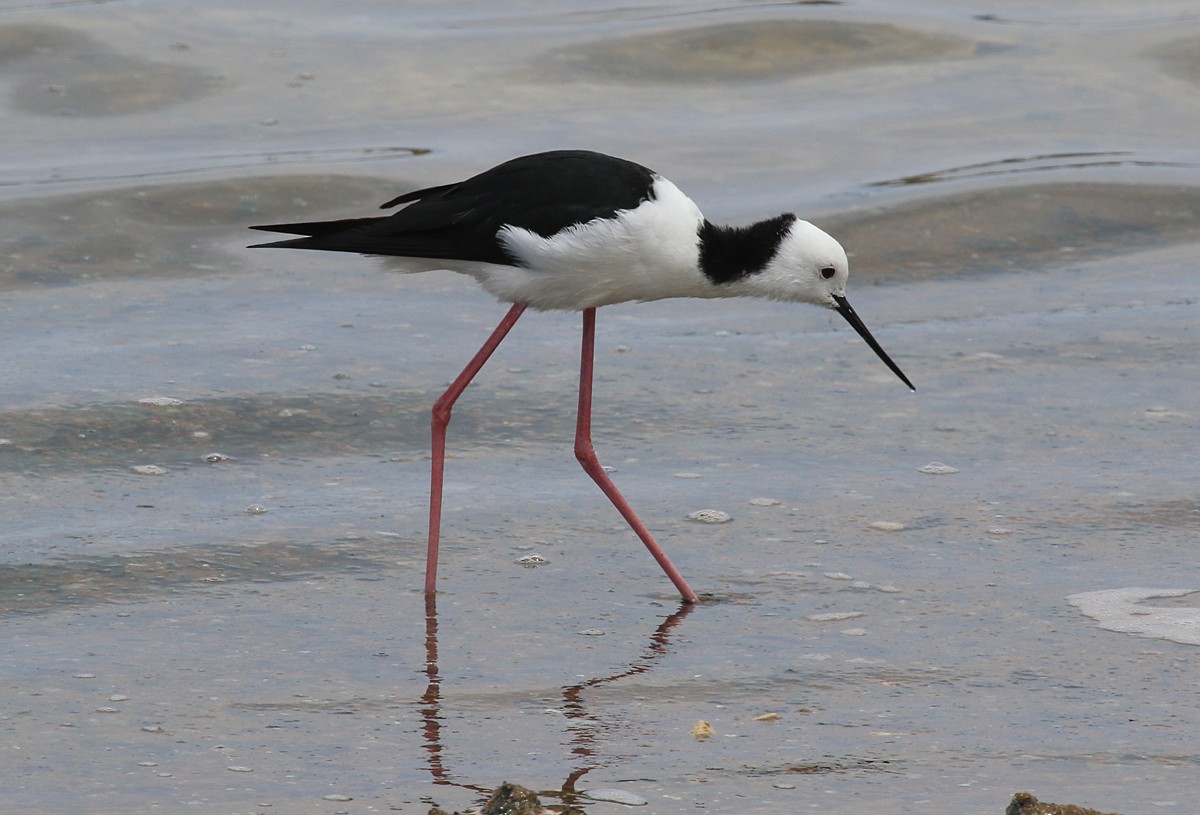 Pied Stilt - Moe Bertrand