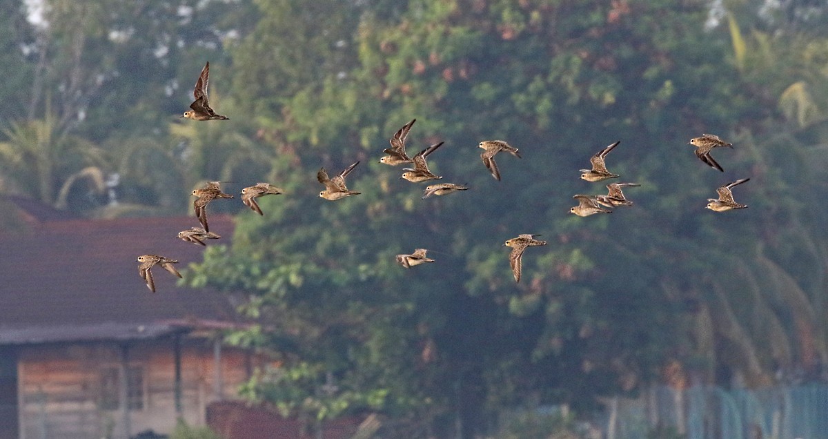 Pacific Golden-Plover - Dave Bakewell