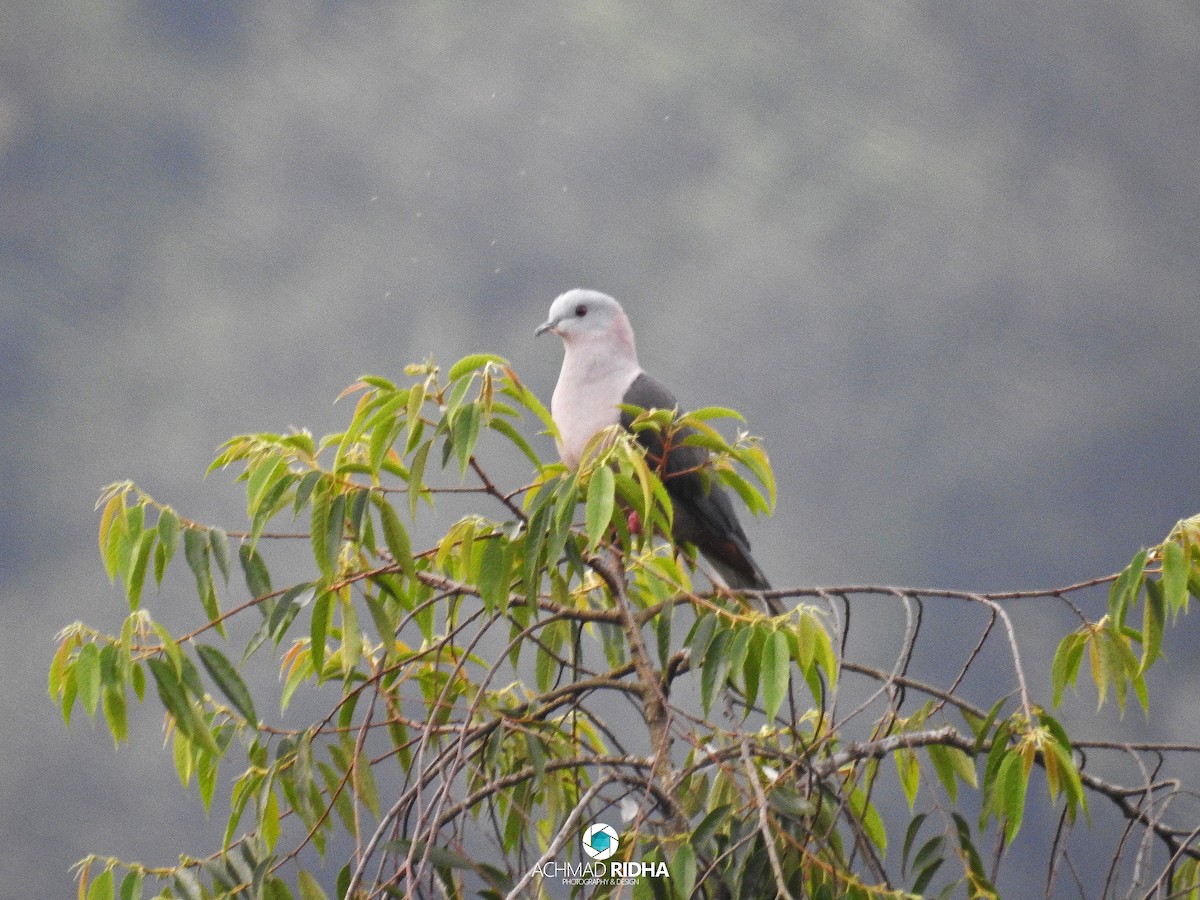 Dark-backed Imperial-Pigeon - ML137567501