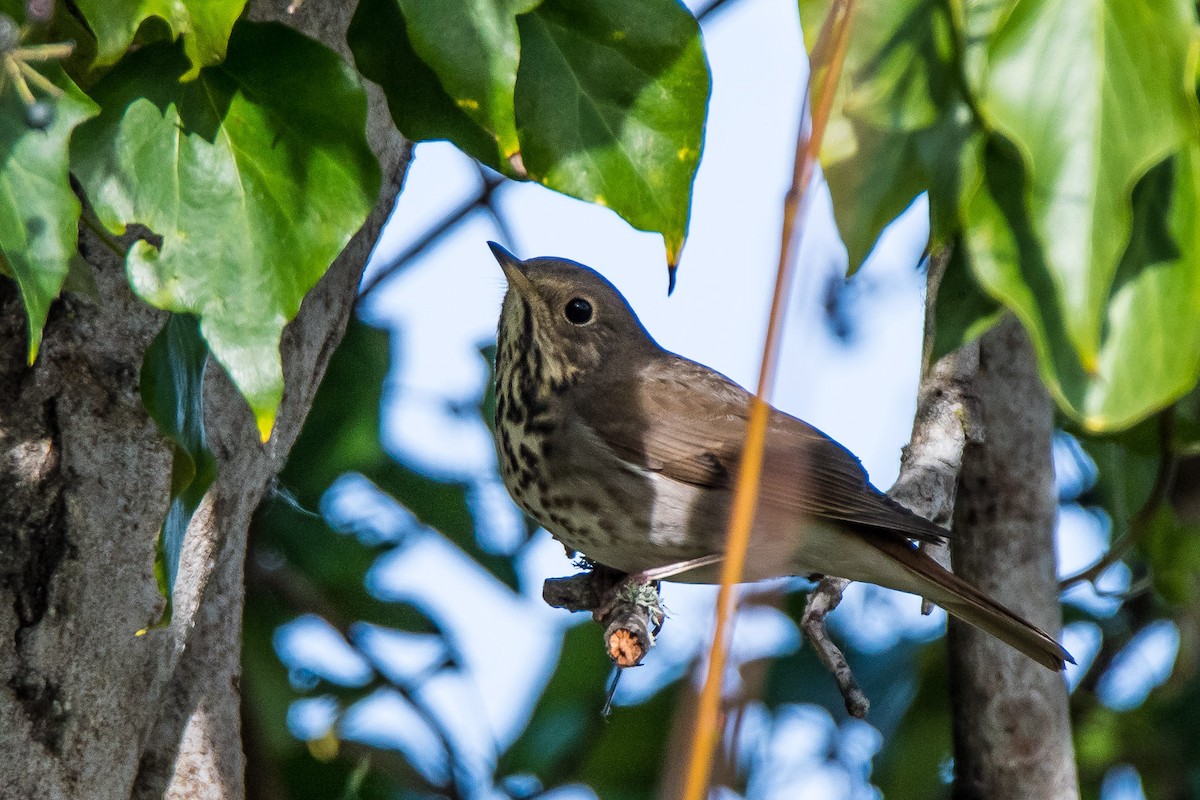 Hermit Thrush - ML137568411