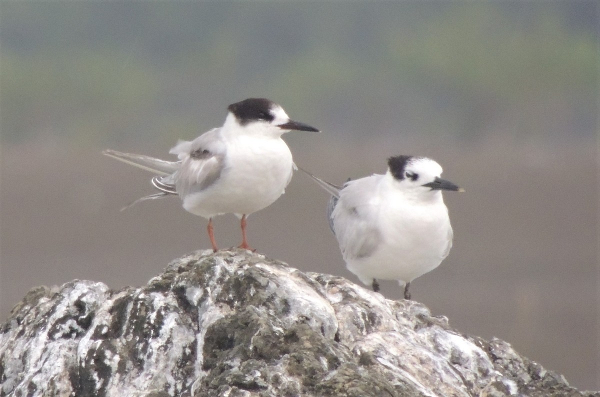 Common Tern - ML137568431