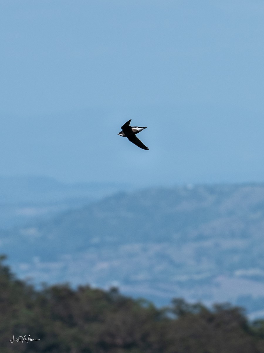 White-throated Needletail - ML137572141