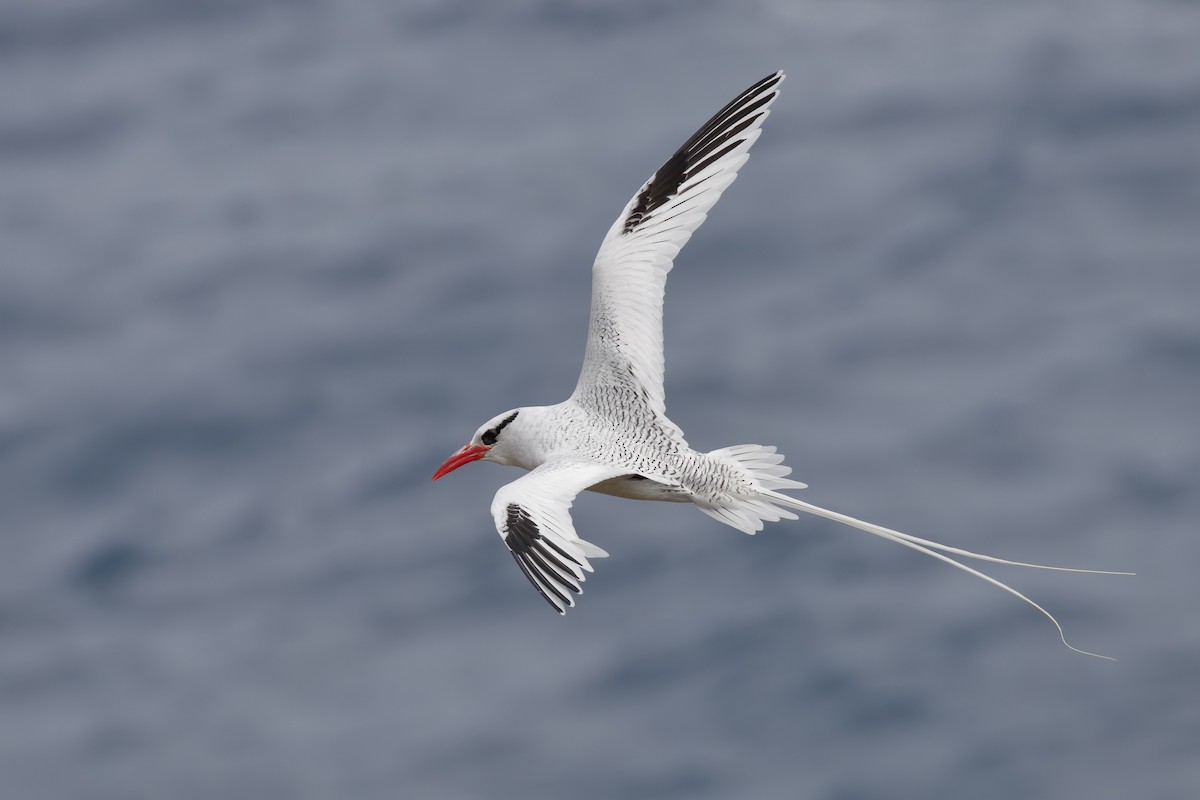Red-billed Tropicbird - Sharif Uddin