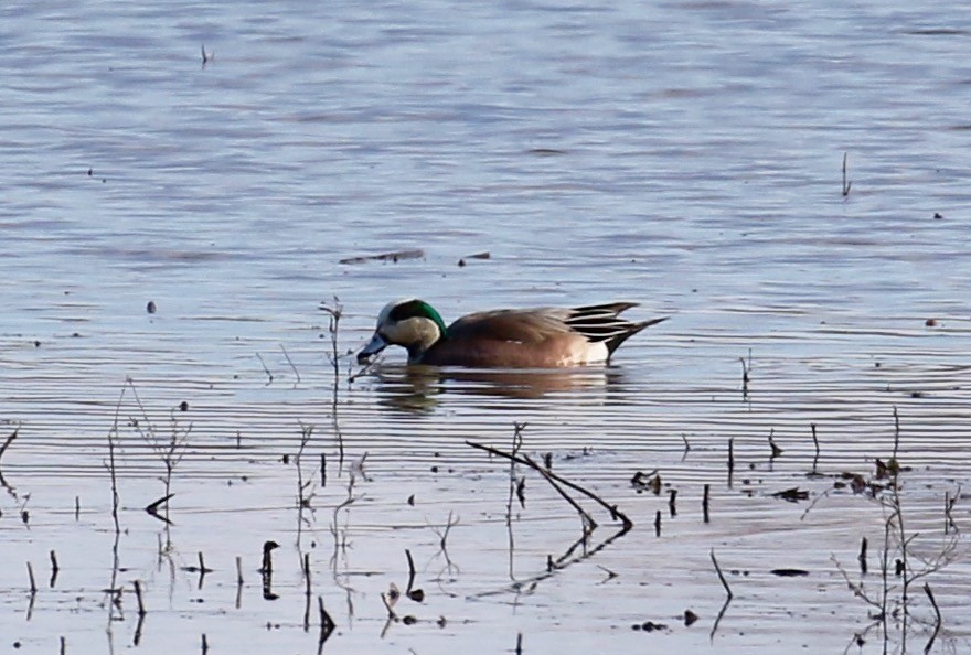 American Wigeon - Victor Stoll