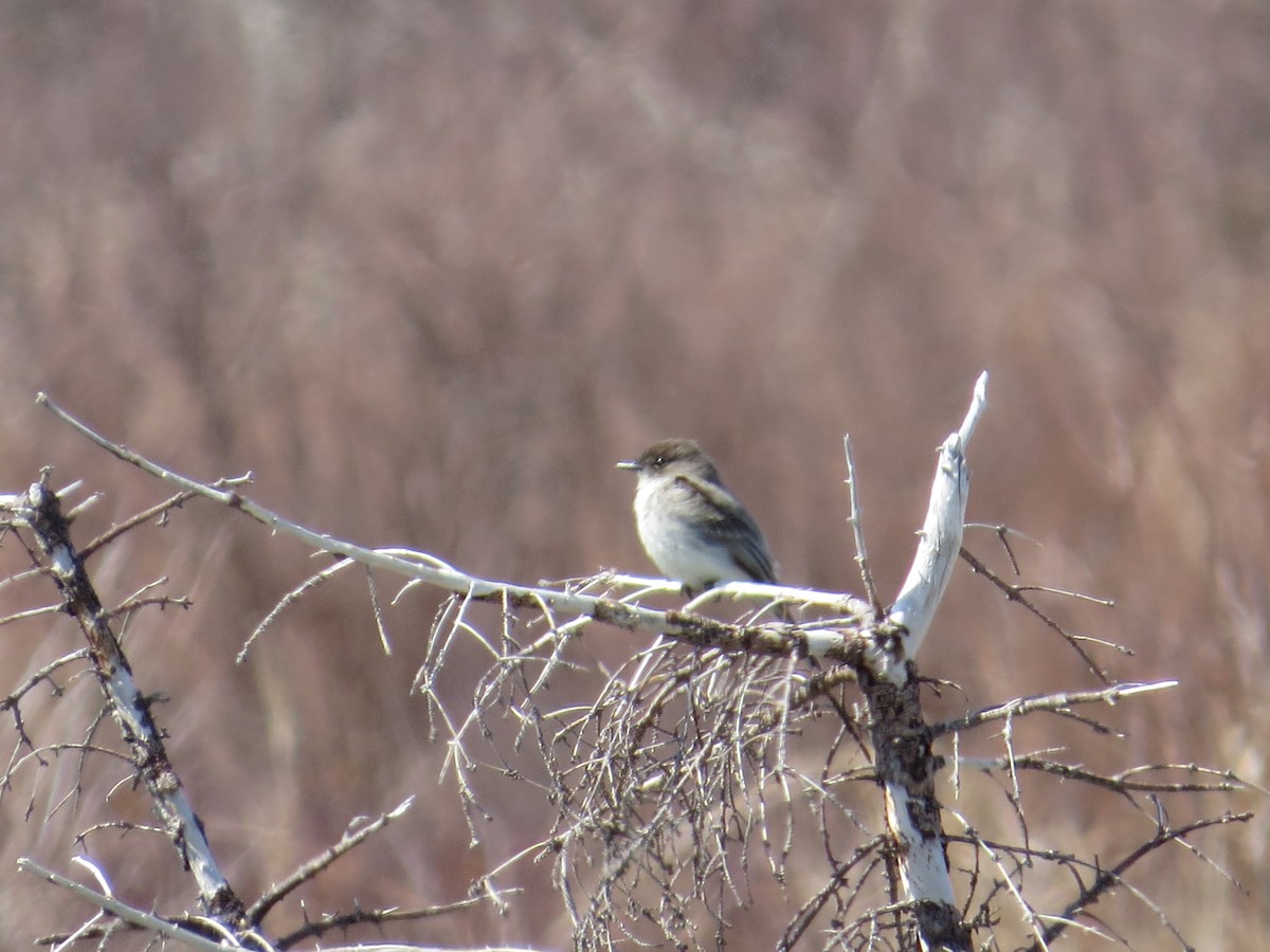 Eastern Phoebe - Angela Granchelli