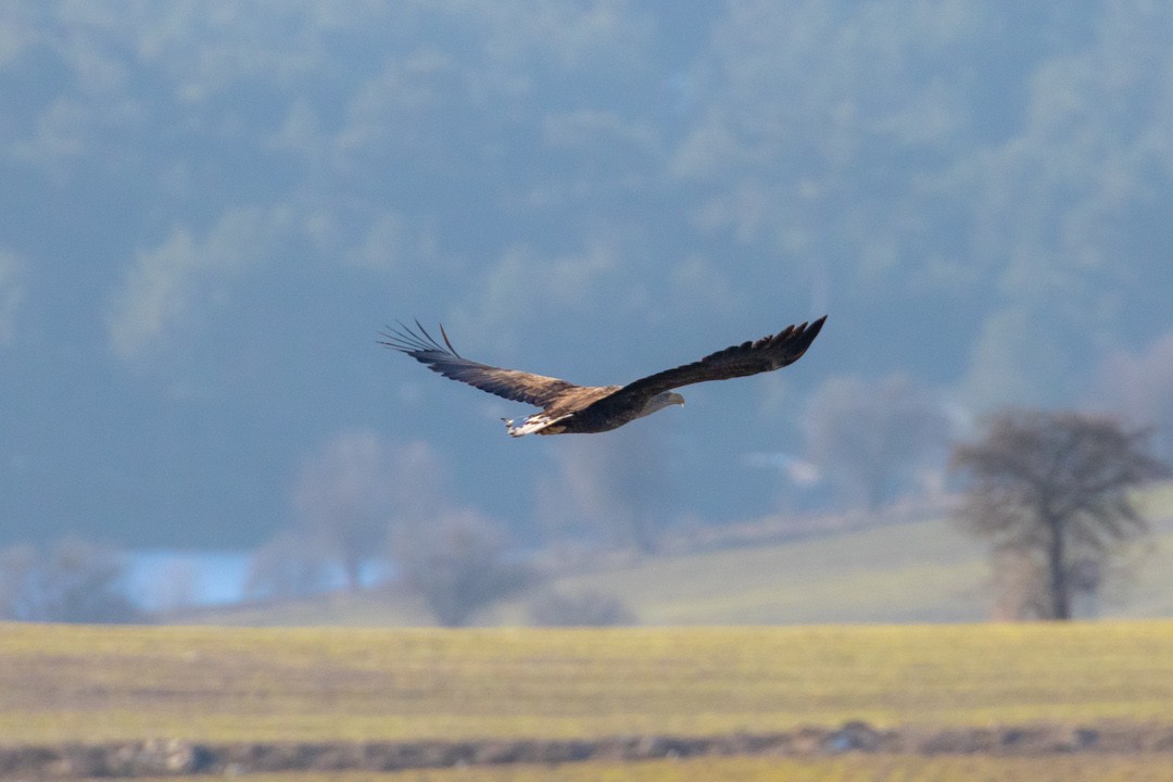 White-tailed Eagle - ML137574071