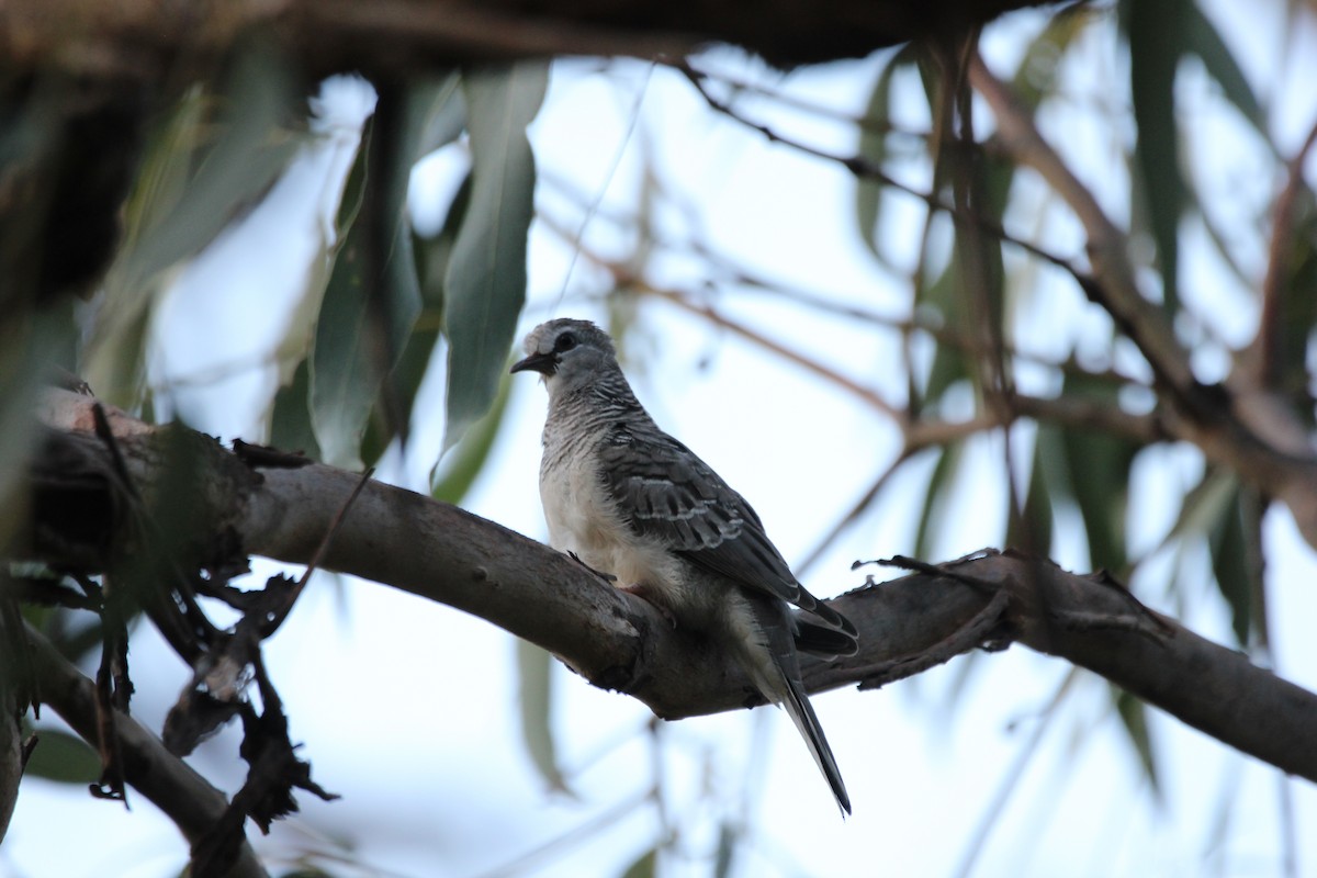 Peaceful Dove - ML137575571