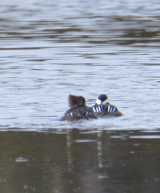 Hooded Merganser - ML137575801