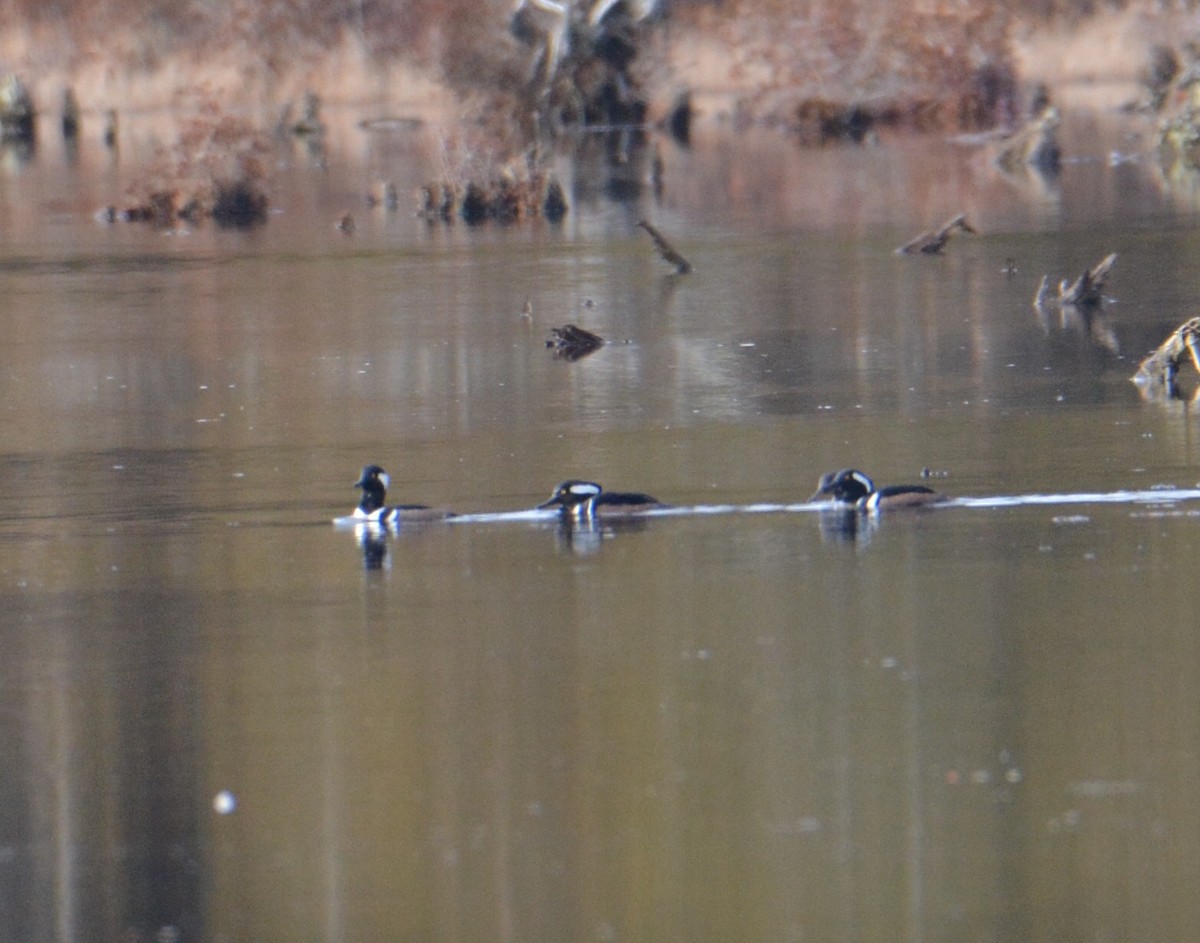 hjelmfiskand - ML137575821