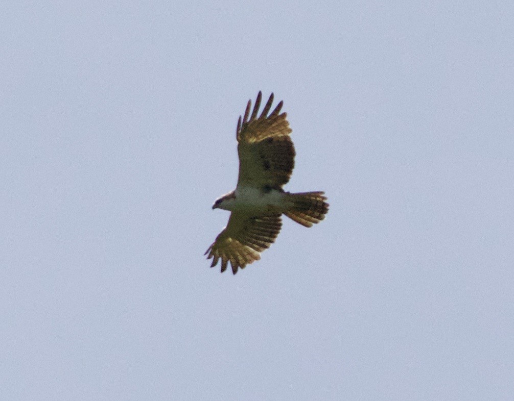 Rufous-bellied Eagle - ML137575891