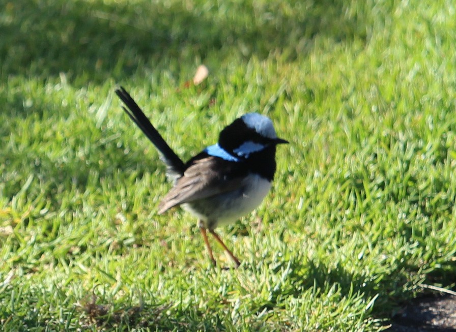 Superb Fairywren - ML137575901