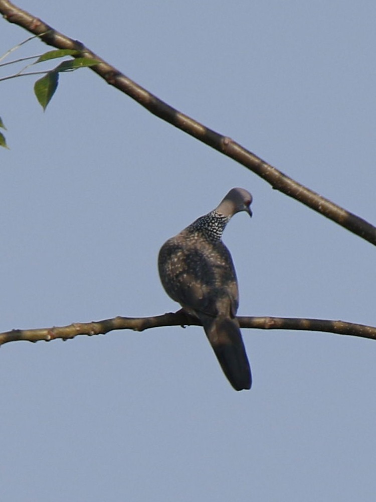 Spotted Dove - ML137575951