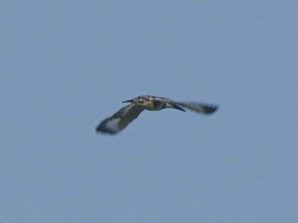 Pied Kingfisher - ML137576081