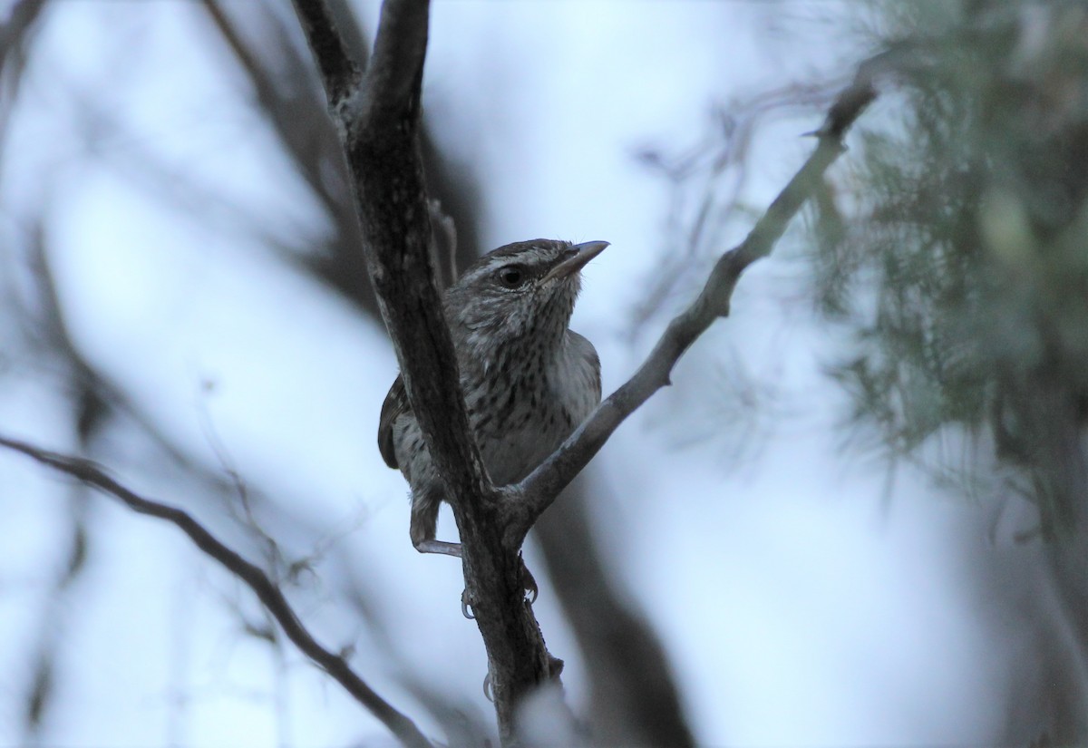 Chestnut-rumped Heathwren - ML137576971