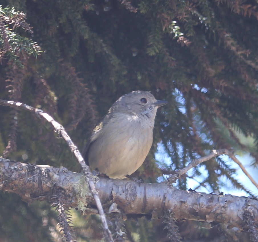 Golden Whistler - Jan and Larry Martin