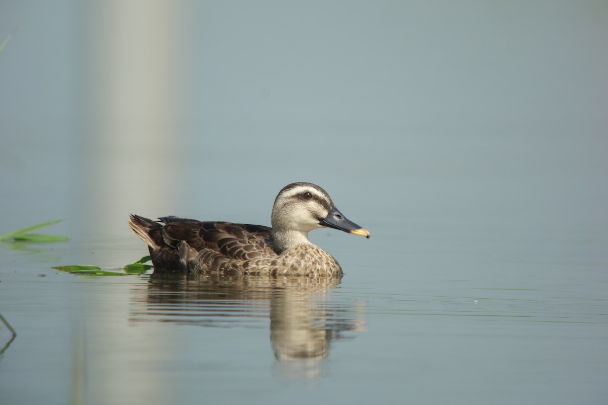 Eastern Spot-billed Duck - Tomohiro Iuchi