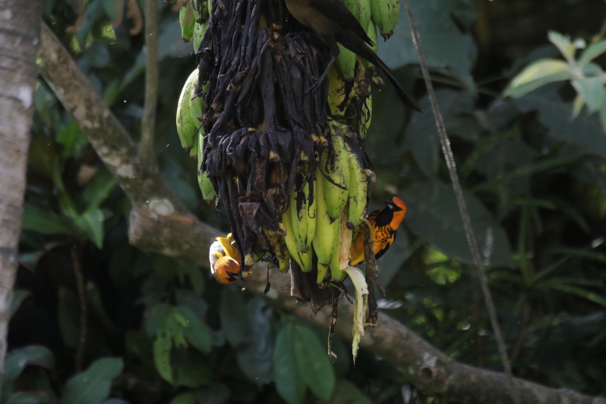 Spot-breasted Oriole - ML137578941