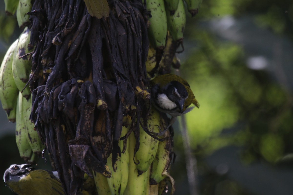 Black-headed Saltator - ML137579031