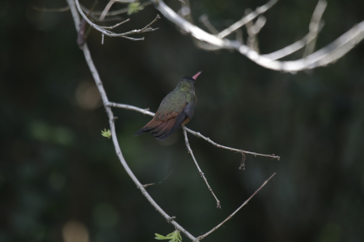 Cinnamon Hummingbird - ML137579111