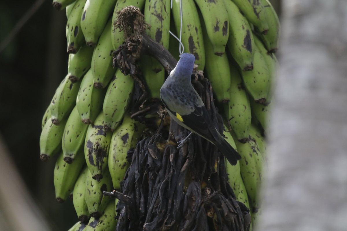 Yellow-winged Tanager - ML137579171