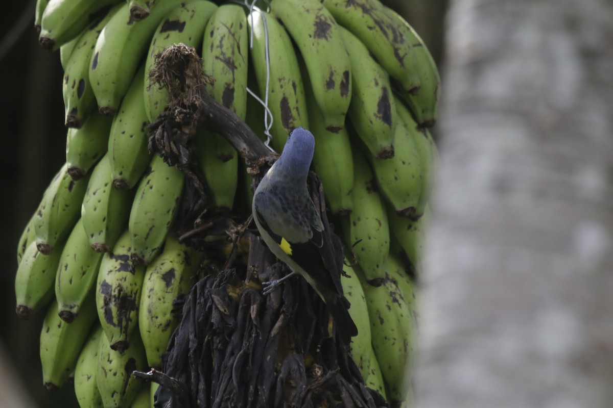 Yellow-winged Tanager - ML137579201