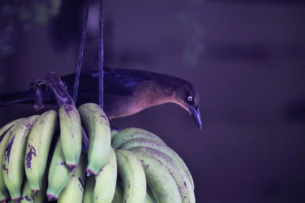 Great-tailed Grackle - ML137579271