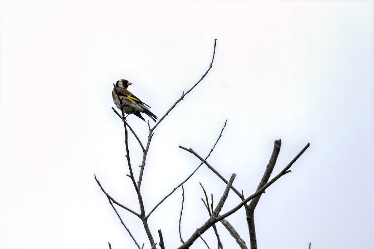 European Goldfinch - David Russell