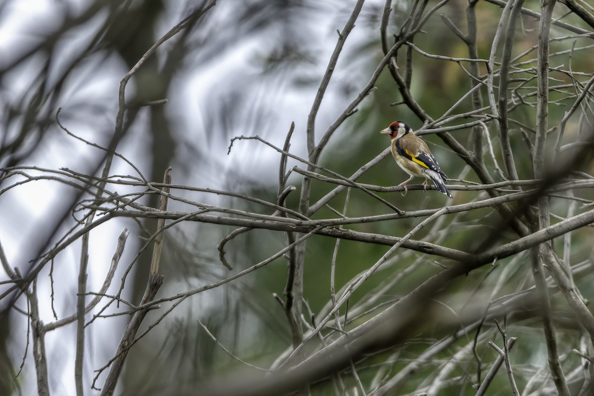 European Goldfinch - ML137579391