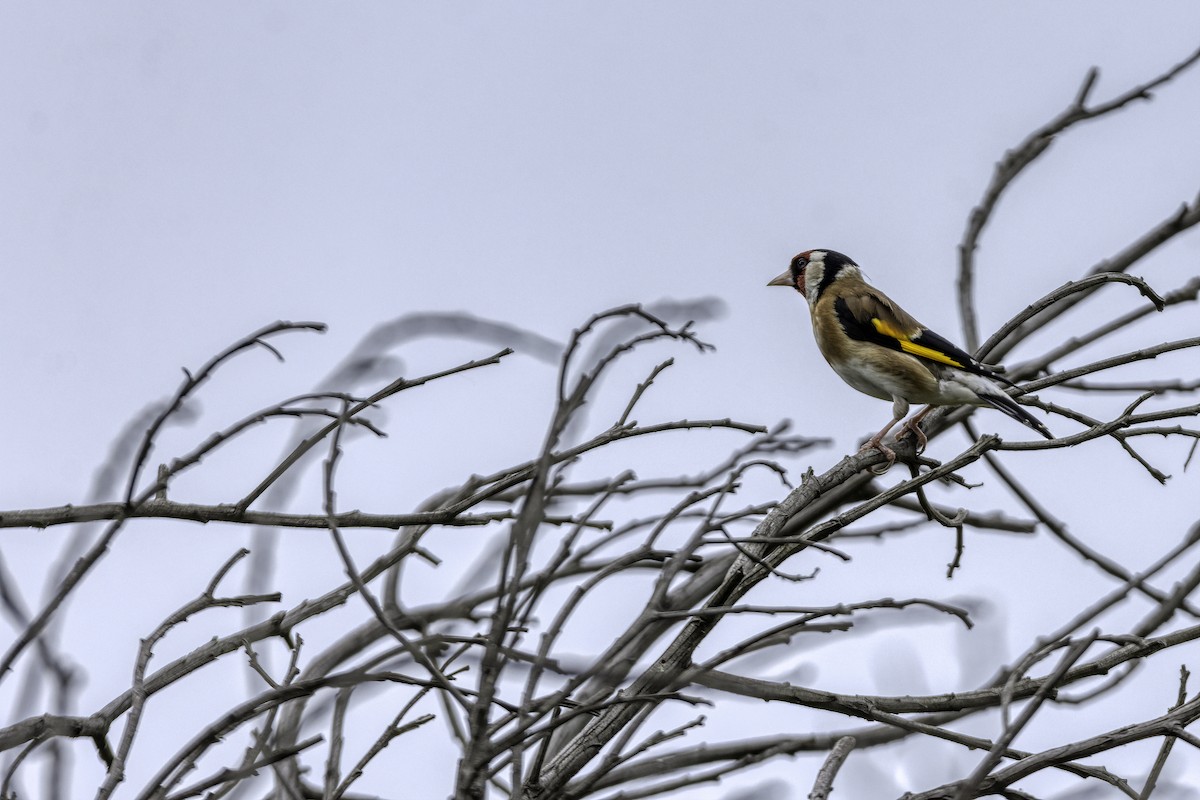 European Goldfinch - ML137579401