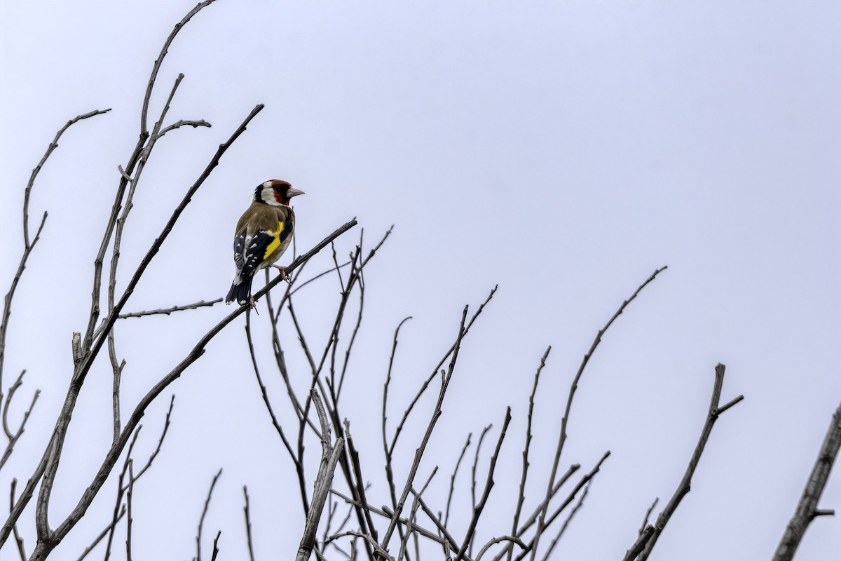 European Goldfinch - ML137579411