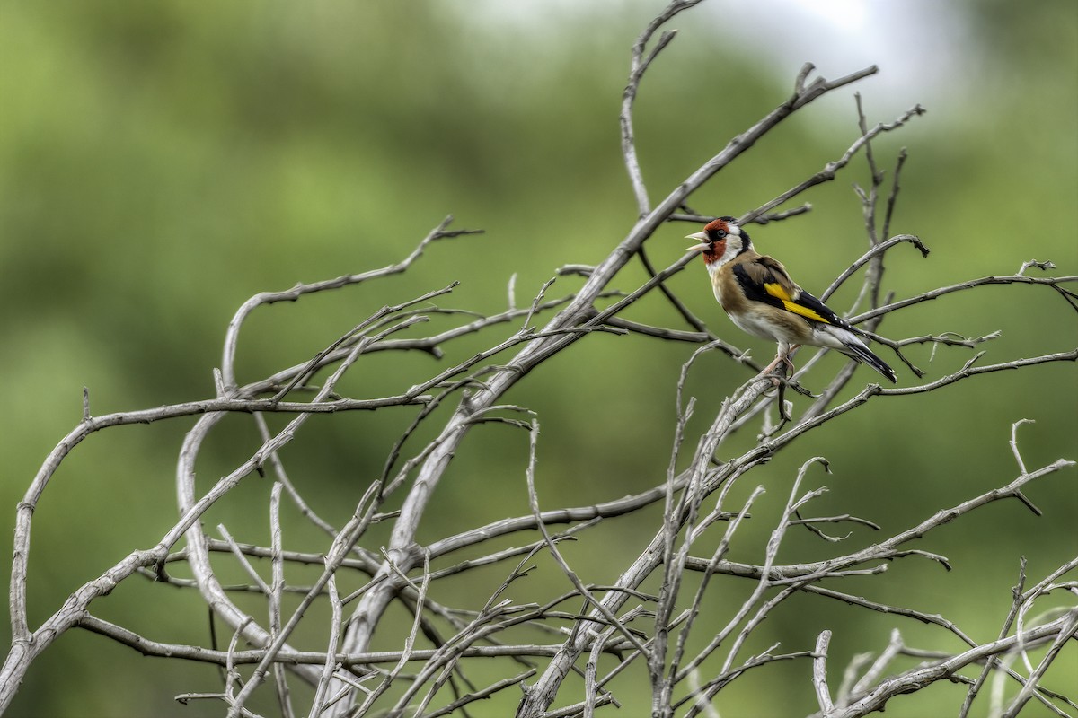 European Goldfinch - ML137579421