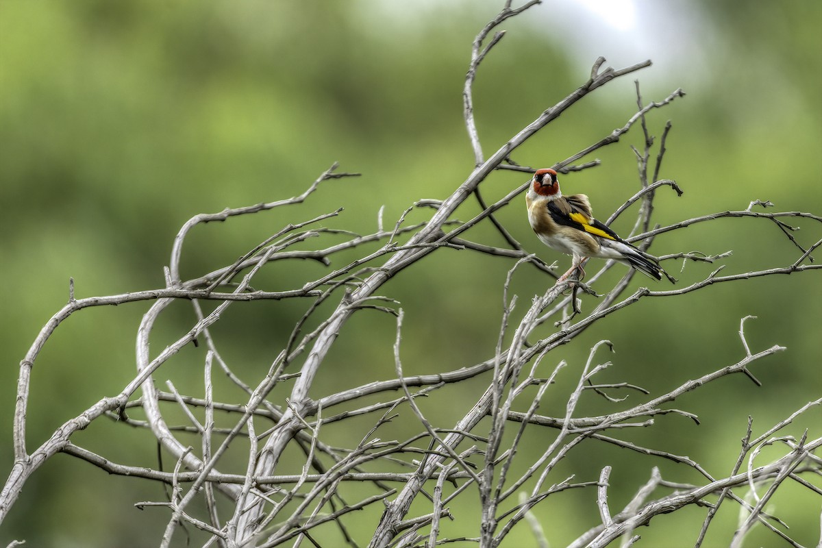 European Goldfinch - ML137579471