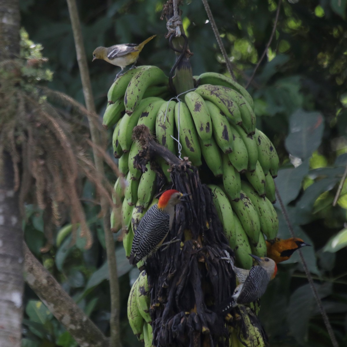 Golden-fronted Woodpecker (Velasquez's) - ML137580051