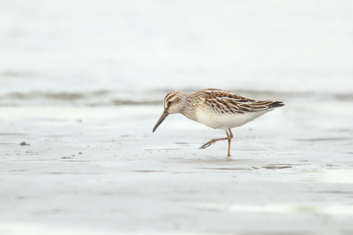 Broad-billed Sandpiper - ML137580461