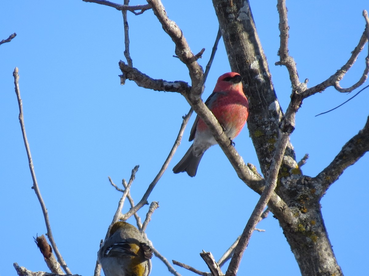 Pine Grosbeak - ML137580491