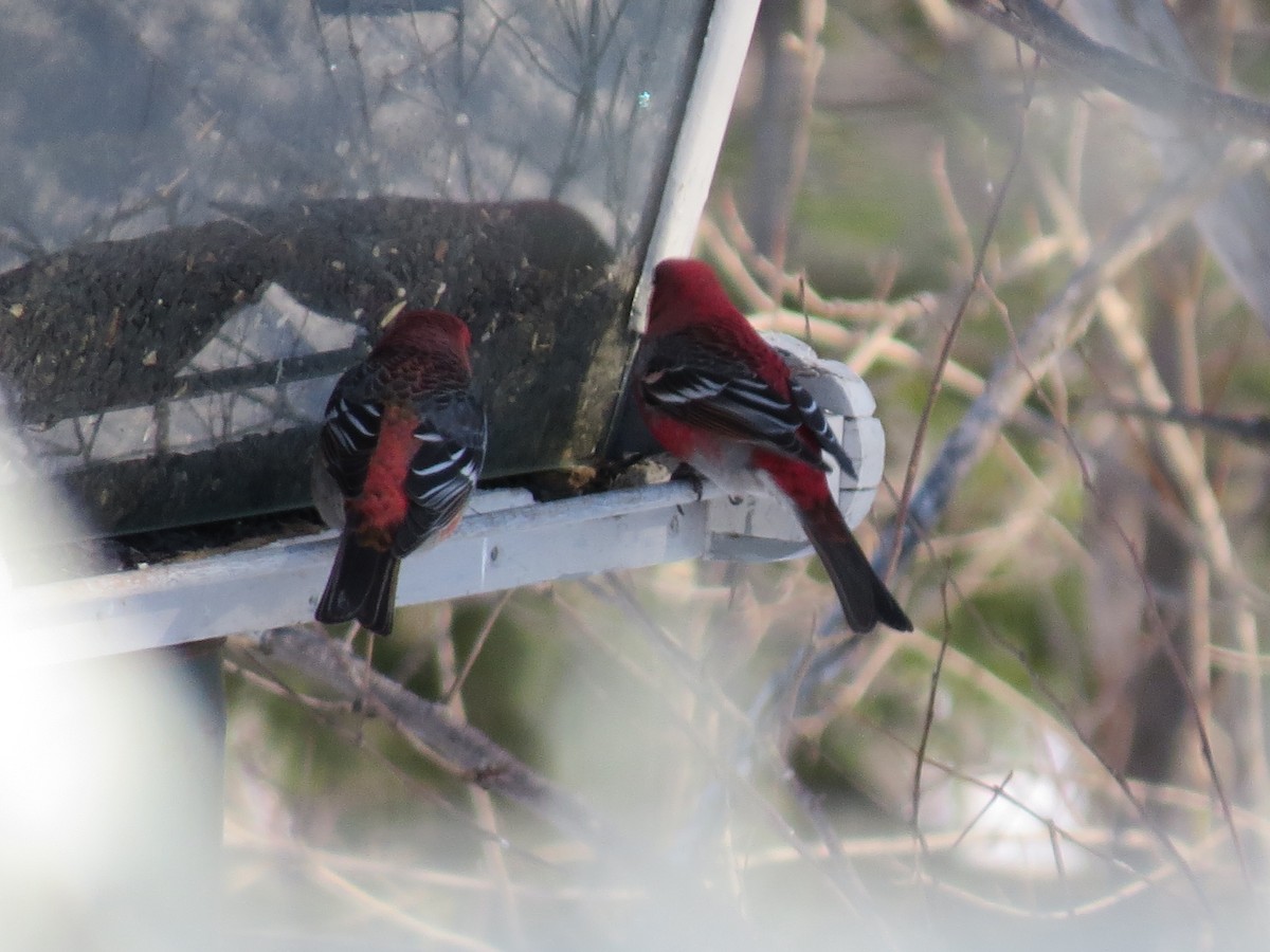 Pine Grosbeak - ML137580501