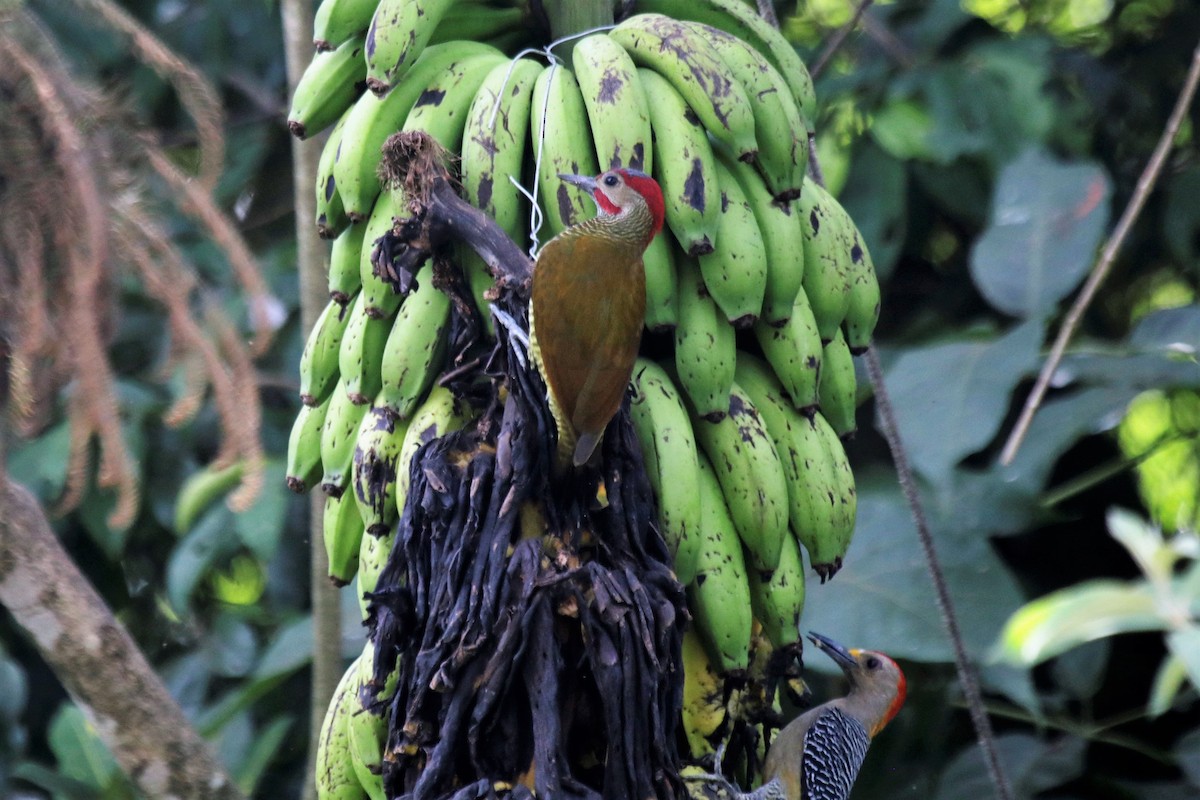 Golden-olive Woodpecker - Doug Kibbe