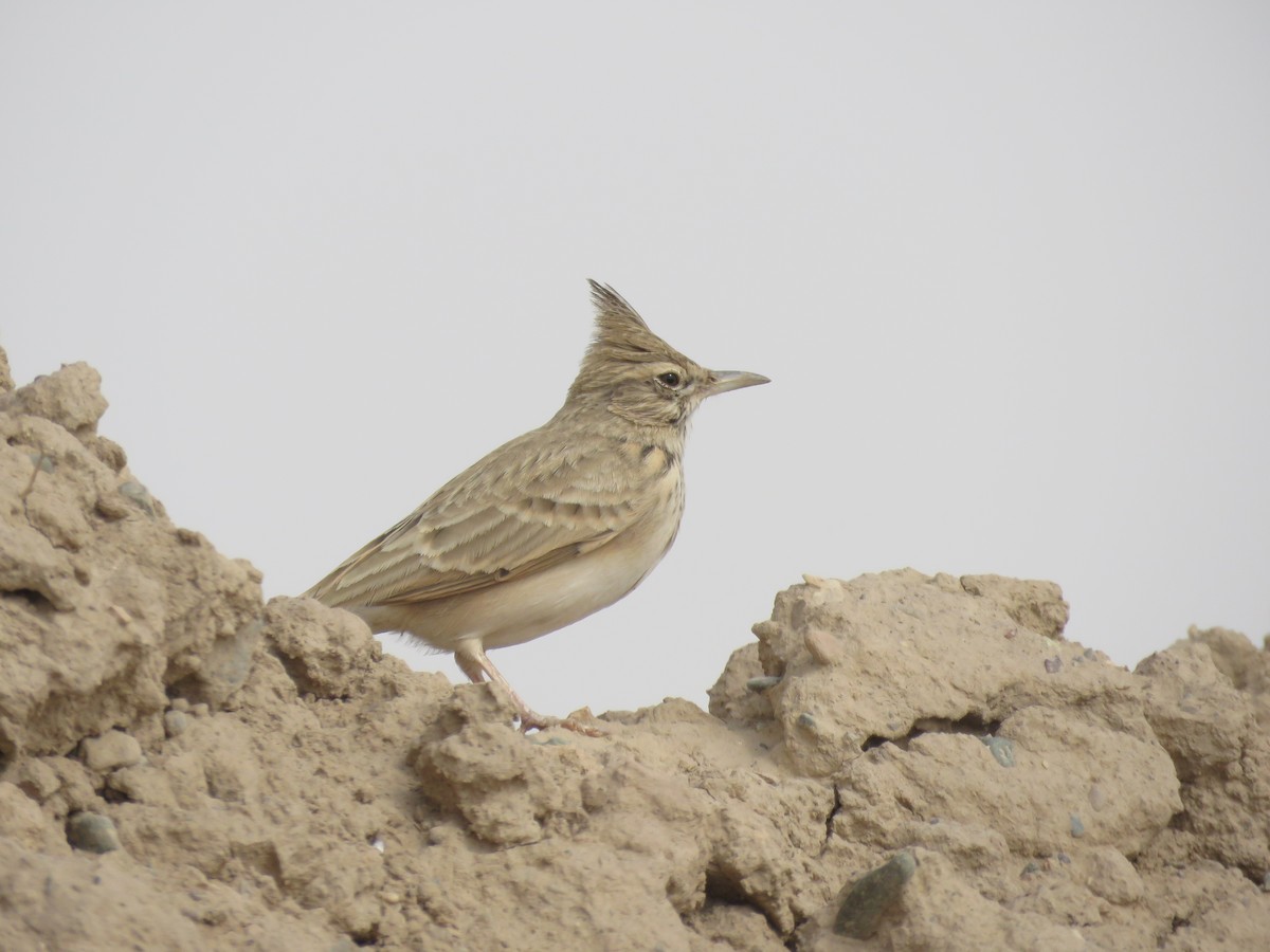 Crested Lark - ML137582791