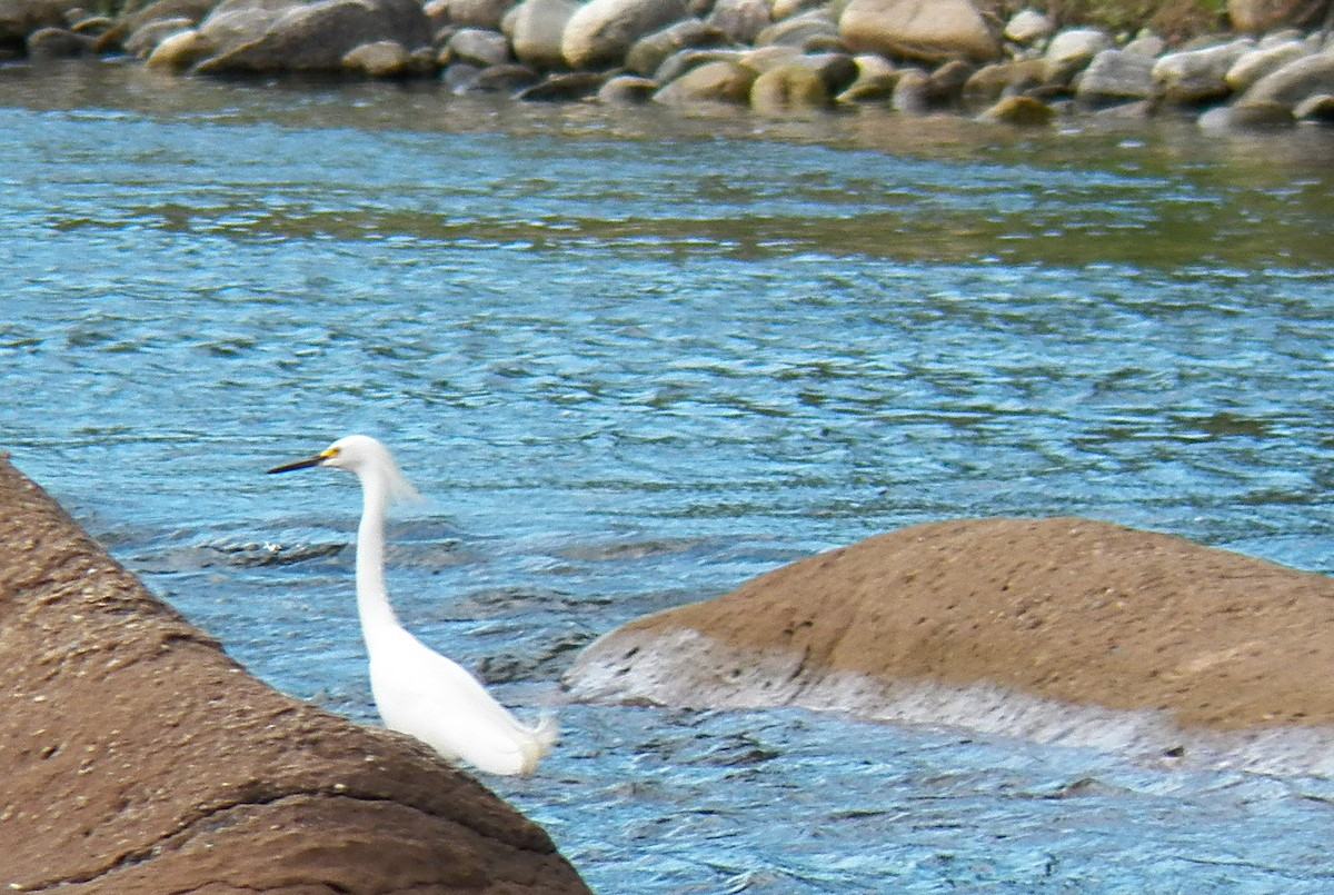 Snowy Egret - ML137584261