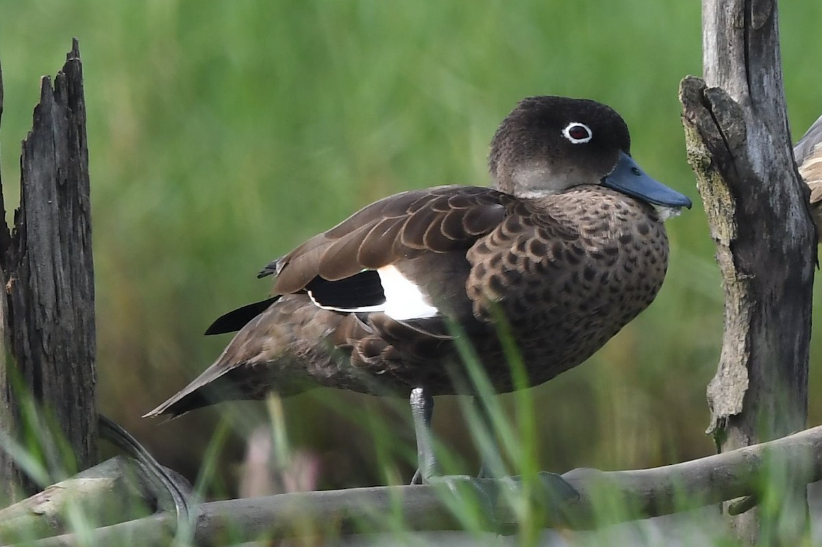 Andaman Teal - Sriram Reddy