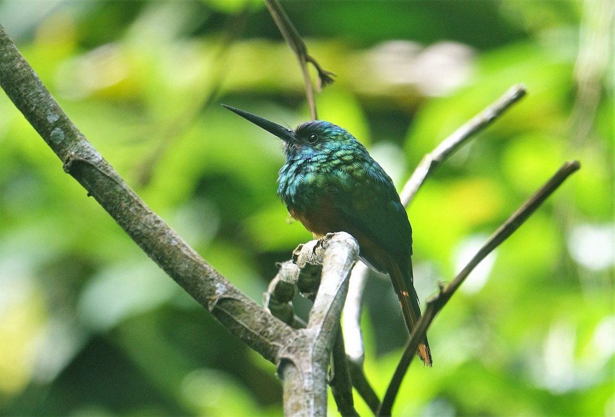 Jacamar à couronne bleue - ML137586061