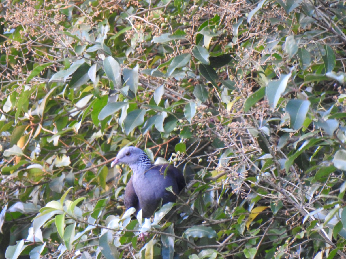 Nilgiri Wood-Pigeon - ML137586951