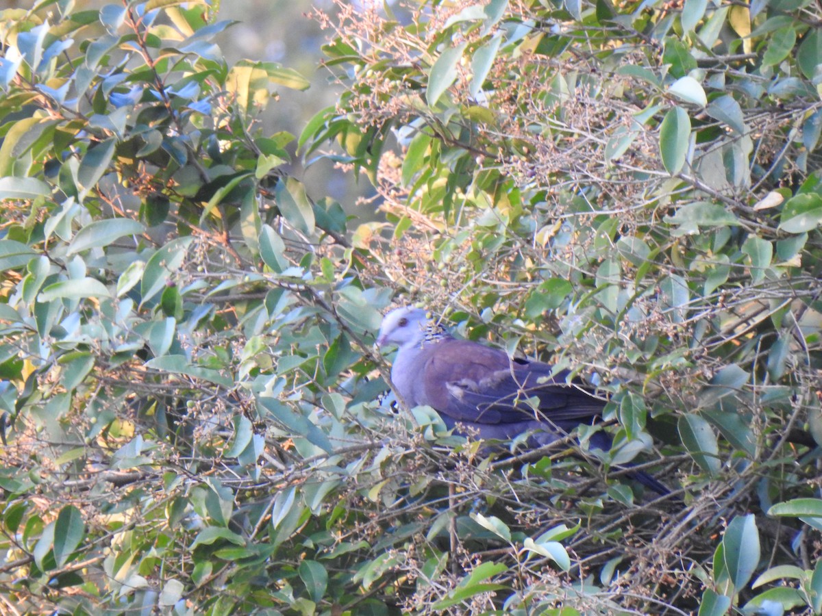 Nilgiri Wood-Pigeon - ML137586971
