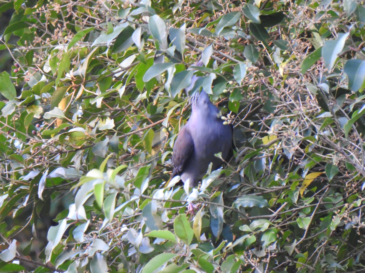 Nilgiri Wood-Pigeon - ML137586991