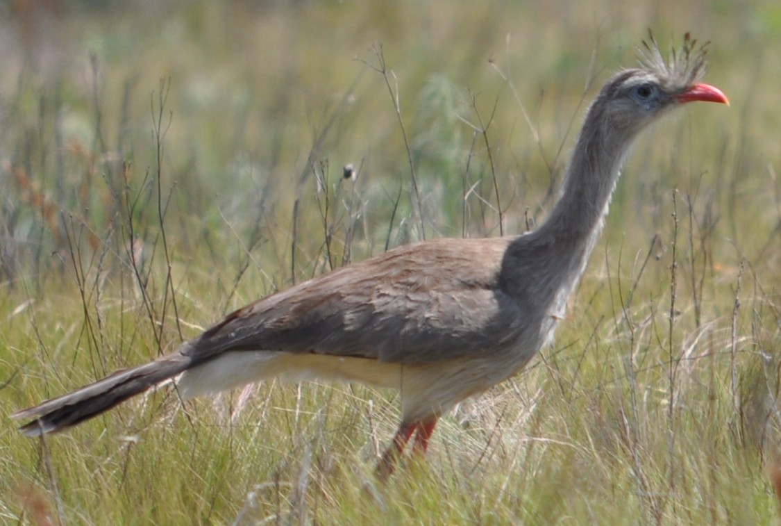 Cariama huppé - ML137587151