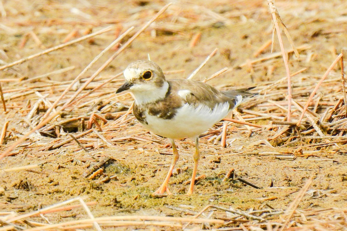 Little Ringed Plover - Anonymous